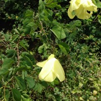Bauhinia racemosa Lam.